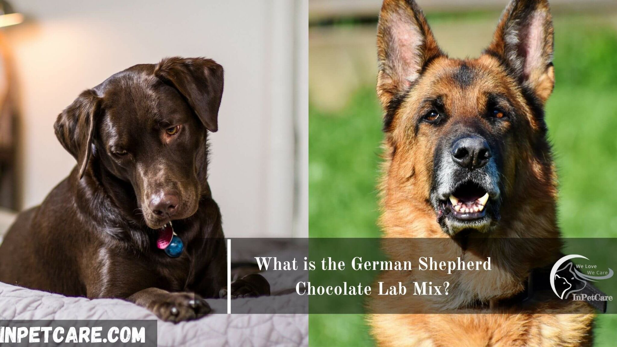 German Shepherd Chocolate Lab Mix Full Guide With Pictures