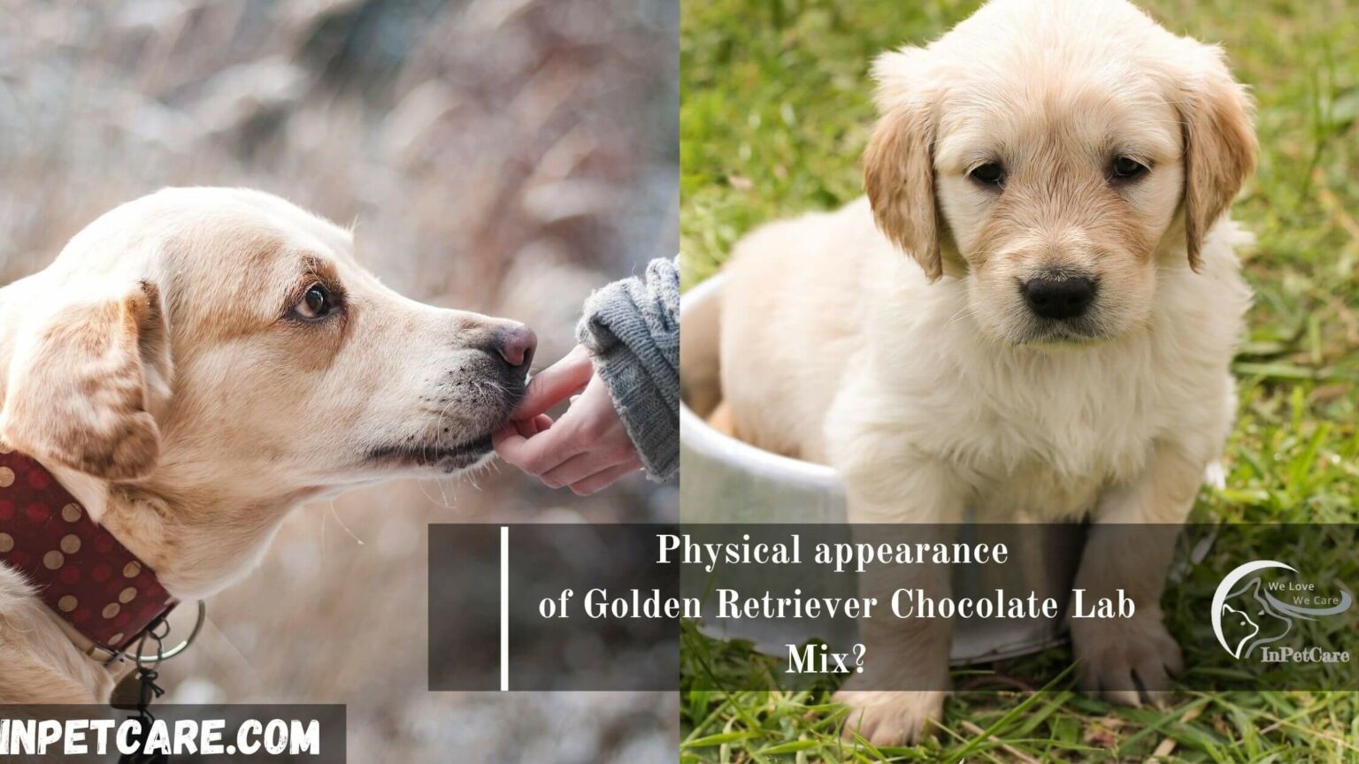 Golden Retriever Chocolate Lab Mix Full Guide With Photos