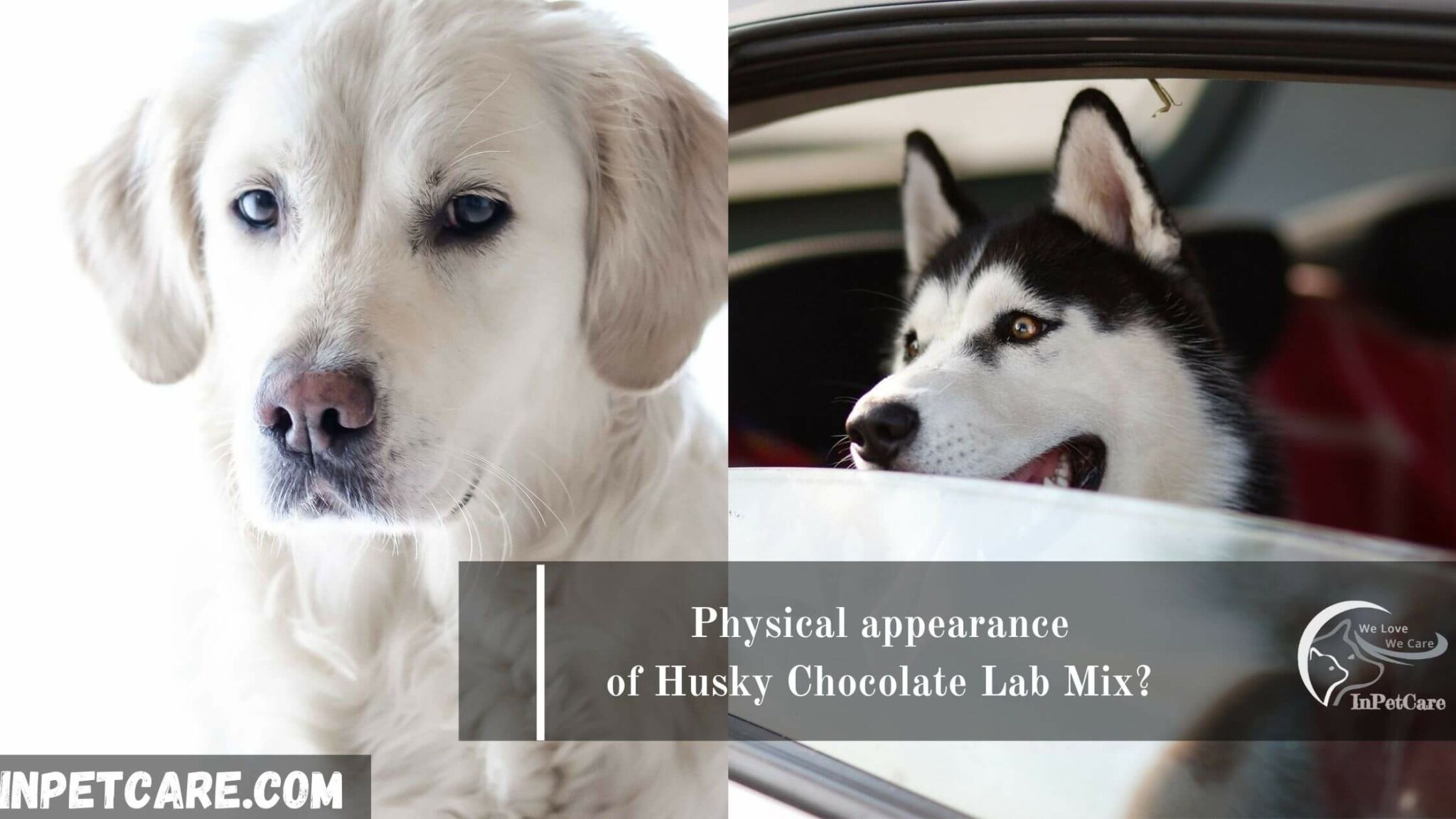 Husky Chocolate Lab Mix 2023 Guide With Photos