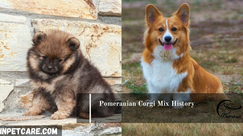 Corgi Pomeranian Mix, CorgiPoms
