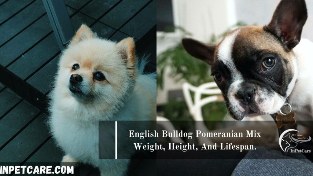 English Bulldog Pomeranian Mix, Pomeranian English Bulldog Mix, English Bulldog and Pomeranian Mix,Pomeranian and English Bulldog Pomeranian Mix, English Bulldog mix with pomeranian,