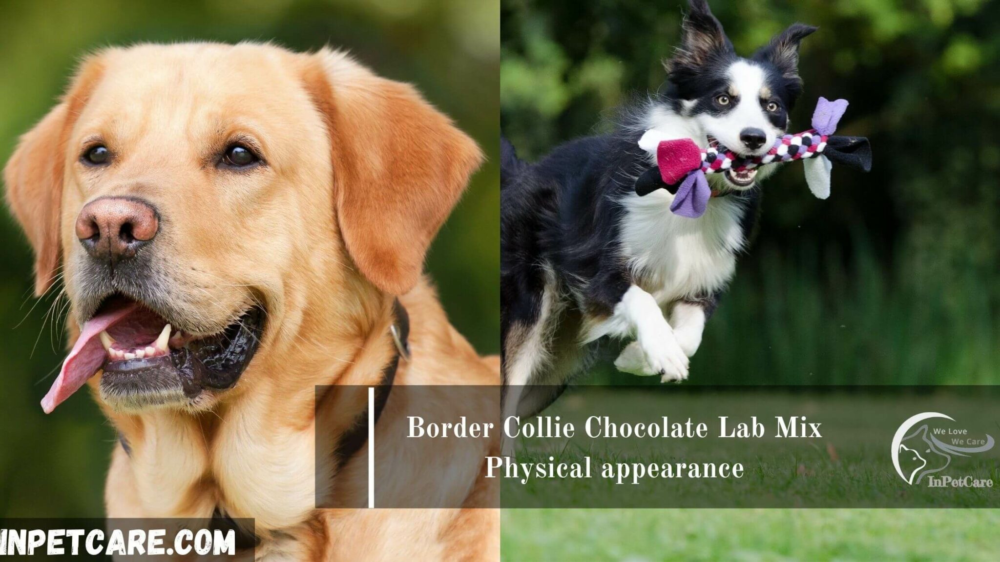 Border Collie Chocolate Lab Mix Complete Guide With Photos
