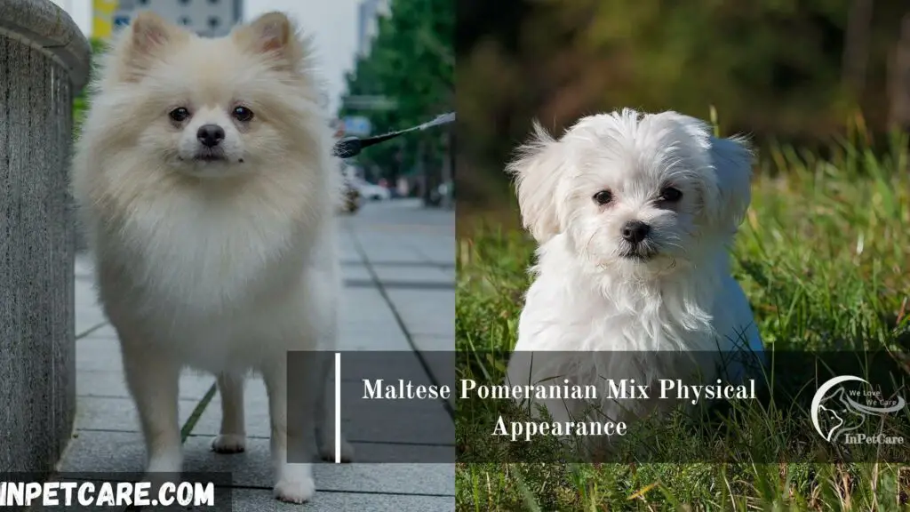 Maltese Pomeranian Mix, Pomeranian Maltese Mix, Maltese and Pomeranian Mix,Pomeranian and Maltese Pomeranian Mix, Maltese mix with pomeranian, pomeranian mixed with Rottweiler
