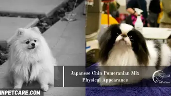 Japanese Chin Pomeranian Mix