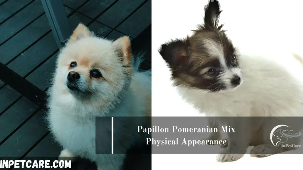 Border Collie Pomeranian Mix