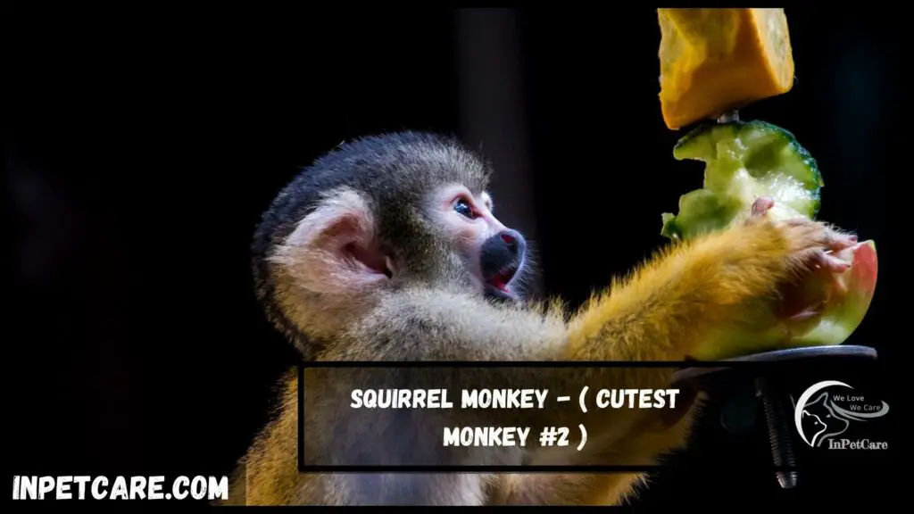 cutest monkey breeds, cute monkey breeds