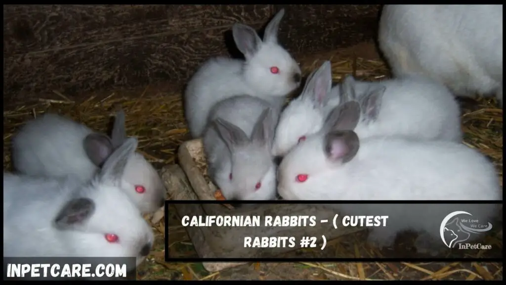 cutest rabbit breeds, cute rabbit breeds