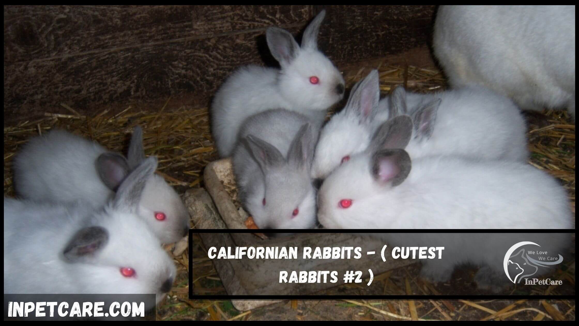 11 Cutest Rabbits Breeds With Pictures