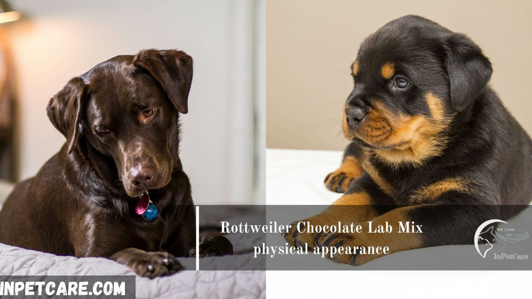 Rottweiler Chocolate Lab Mix A Complete Guide With Pictures