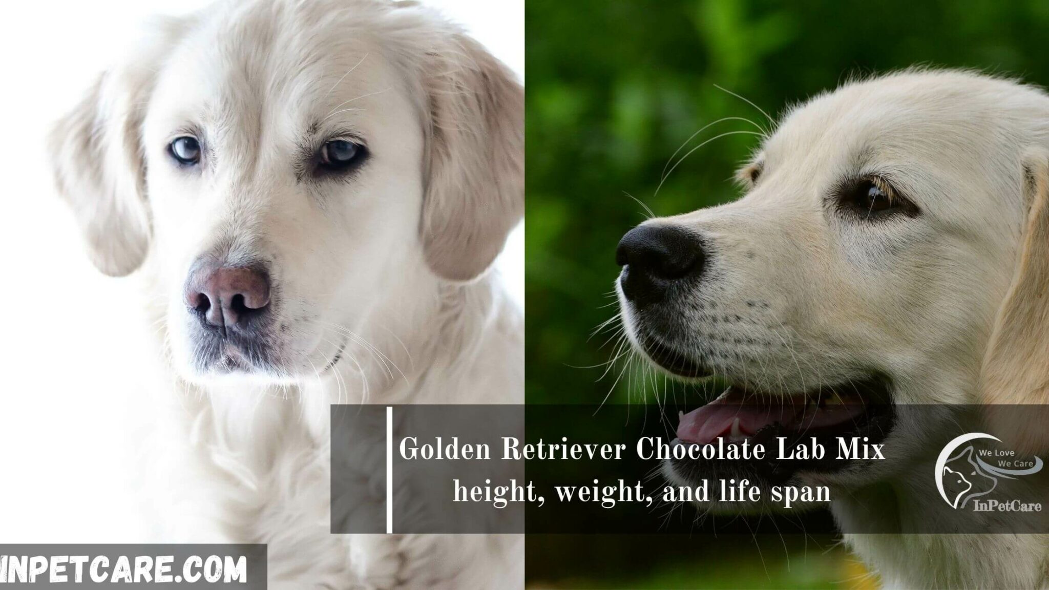Golden Retriever Chocolate Lab Mix Full Guide With Photos