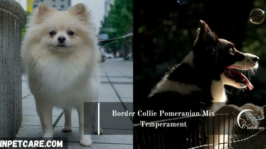 Border Collie Pomeranian Mix