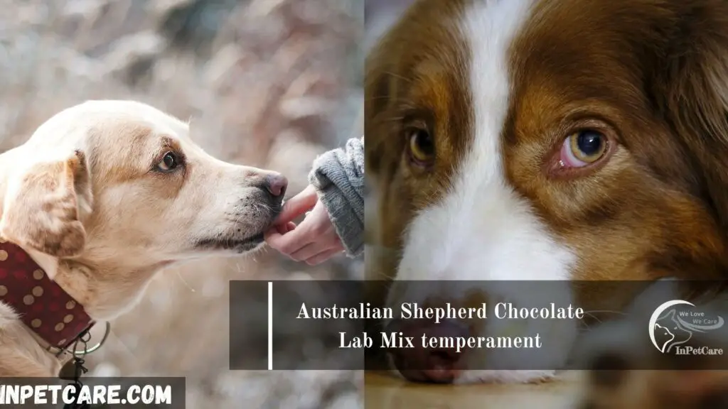 Australian Shepherd Chocolate Lab Mix, Chocolate Lab Australian Shepherd Mix, Chocolate Lab Mix with Australian Shepherd