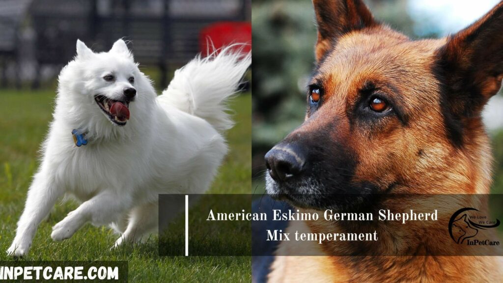 American Eskimo German Shepherd mix
