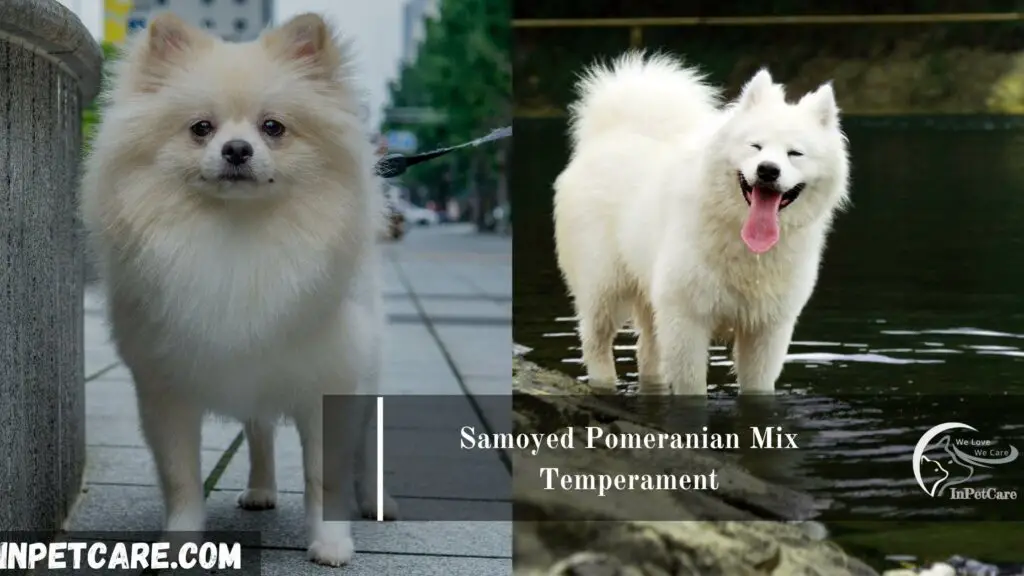 Samoyed Pomeranian Mix, Pomeranian Samoyed Mix, Samoyed and Pomeranian Mix,Pomeranian and Samoyed Pomeranian Mix, Samoyed mix with pomeranian, pomeranian mixed with Samoyed