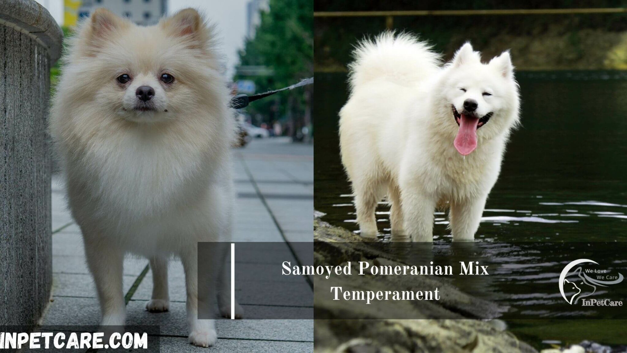 Samoyed Pomeranian Mix A Complete Guide (With Pictures)