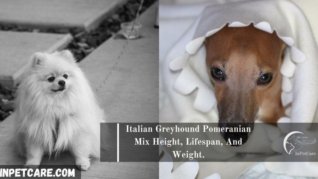 Italian Greyhound Pomeranian Mix