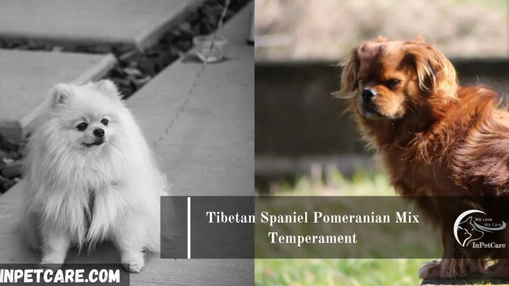 Tibetan Spaniel Pomeranian Mix