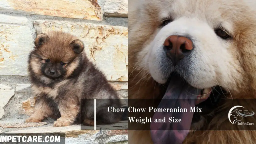 Chow Chow Pomeranian Mix