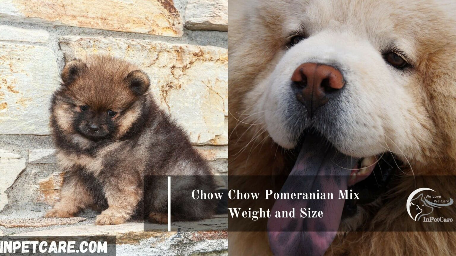 Chow Chow Pomeranian Mix A Complete Guide (With Pictures)