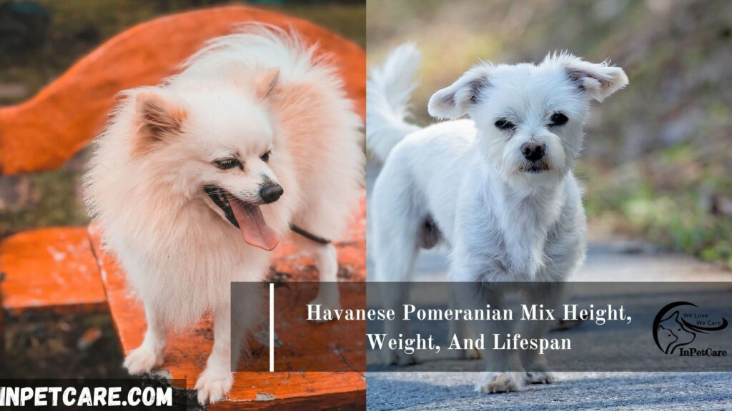 Havanese Pomeranian Mix, Pomeranian Havanese Mix, Havanese and Pomeranian Mix,Pomeranian and Havanese Pomeranian Mix, Havanese mix with pomeranian,
