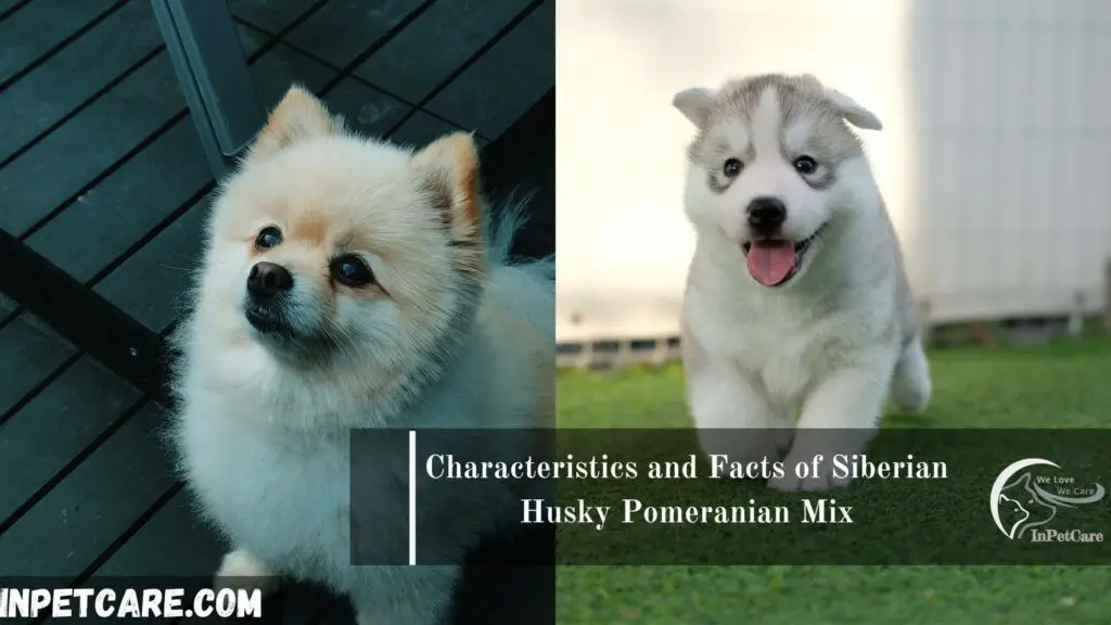 Siberian Husky Pomeranian Mix ( Pomsky )