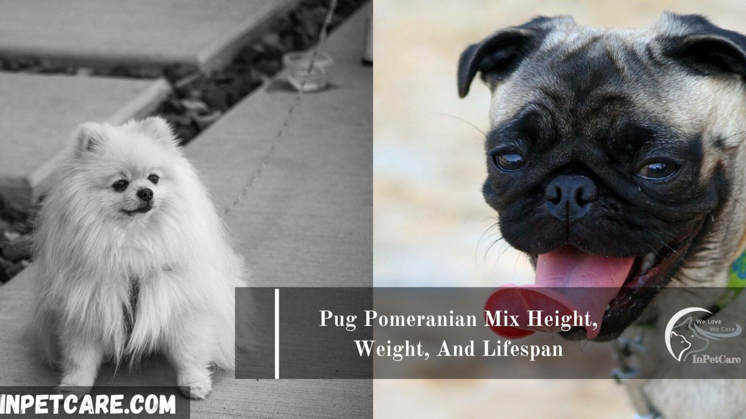 Pug Pomeranian Mix Pictures, Cost To Buy & More
