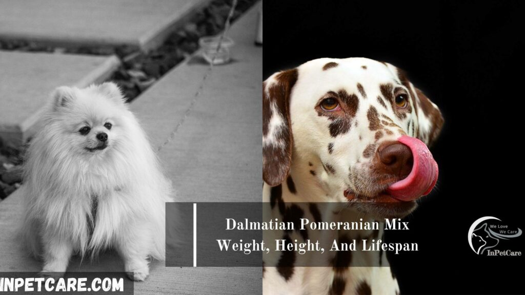 Dalmatian Pomeranian Mix, Pomeranian Dalmatian Mix, Dalmatian mixed with Pomeranian, Pomeranian Mixed with Dalmatian
