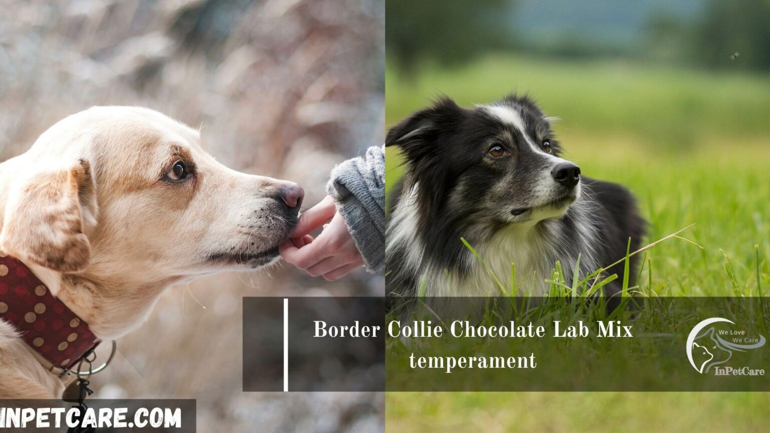 Border Collie Chocolate Lab Mix Complete Guide With Photos