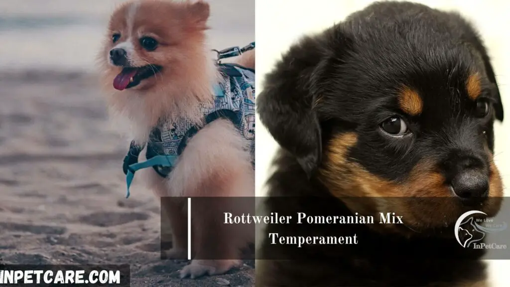 Rottweiler Pomeranian Mix
