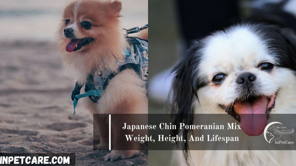 Japanese Chin Pomeranian Mix (Chineranian)