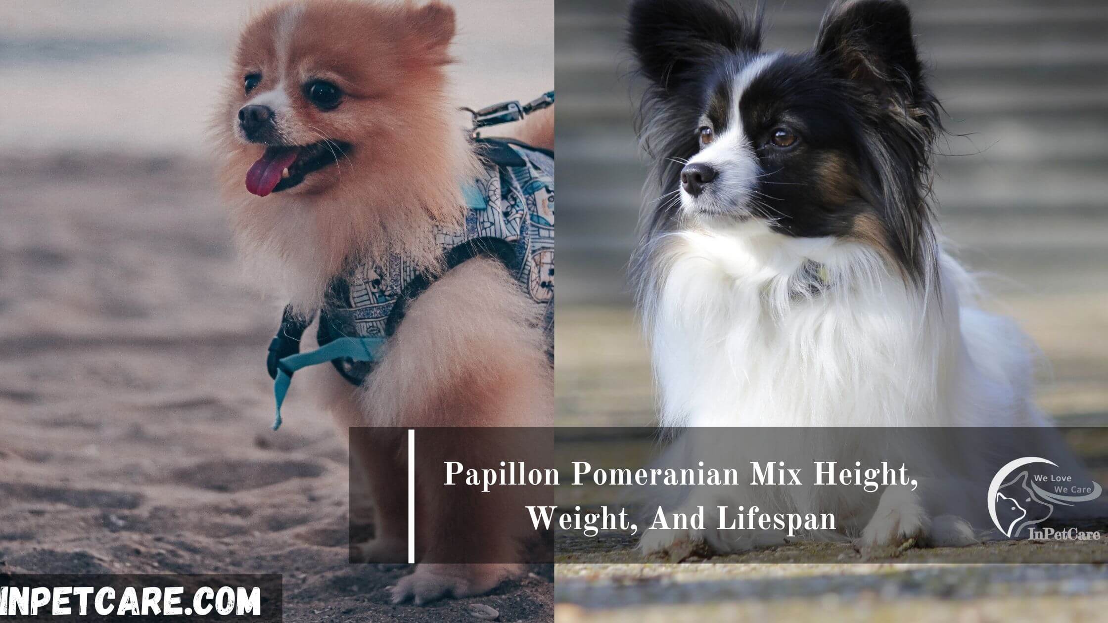Papillon Pomeranian Mix: A Paperanian Guide (With Pictures)