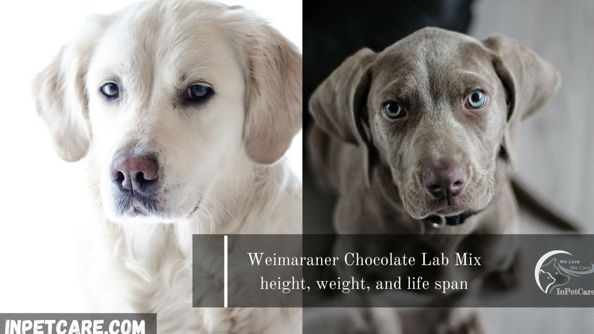 Weimaraner Chocolate Lab Mix 2023 Guide With Photos