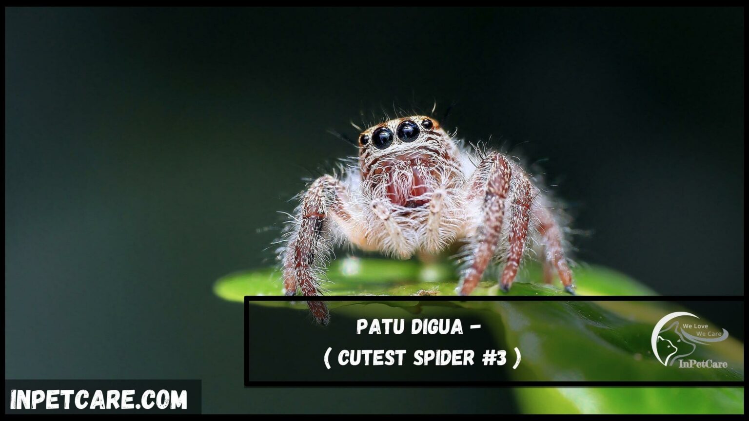 9 Cutest Spider Species (With Pictures)