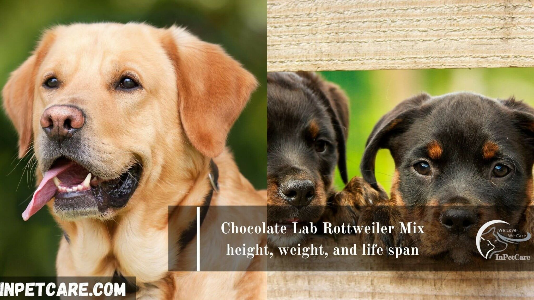 Rottweiler Chocolate Lab Mix A Complete Guide With Pictures