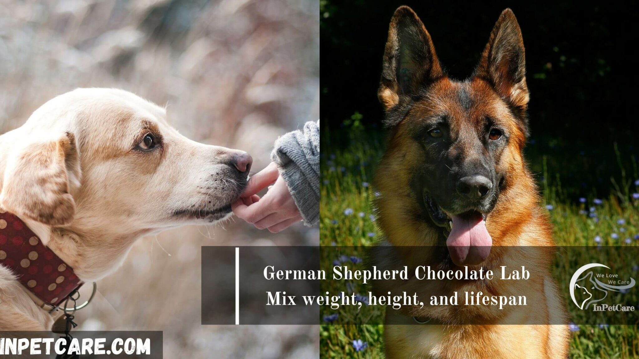 German Shepherd Chocolate Lab Mix Full Guide With Pictures