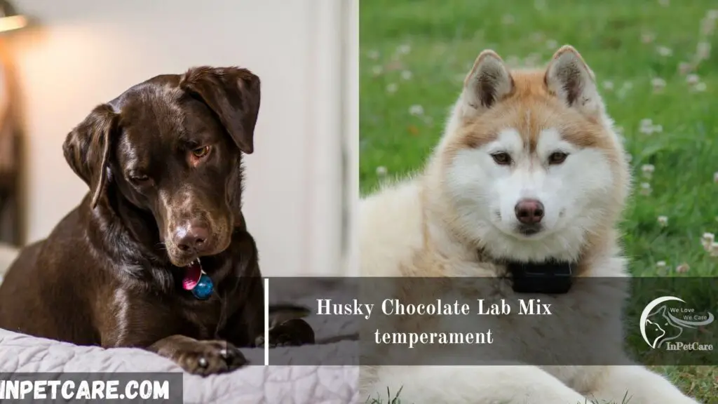 Husky Chocolate Lab Mix, Chocolate Lab Husky Mix, Chocolate Lab Mix with Husky 
