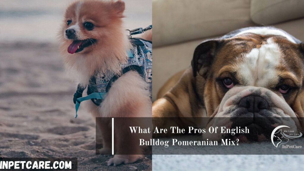 English Bulldog Pomeranian Mix, Pomeranian English Bulldog Mix, English Bulldog and Pomeranian Mix,Pomeranian and English Bulldog Pomeranian Mix, English Bulldog mix with pomeranian,
