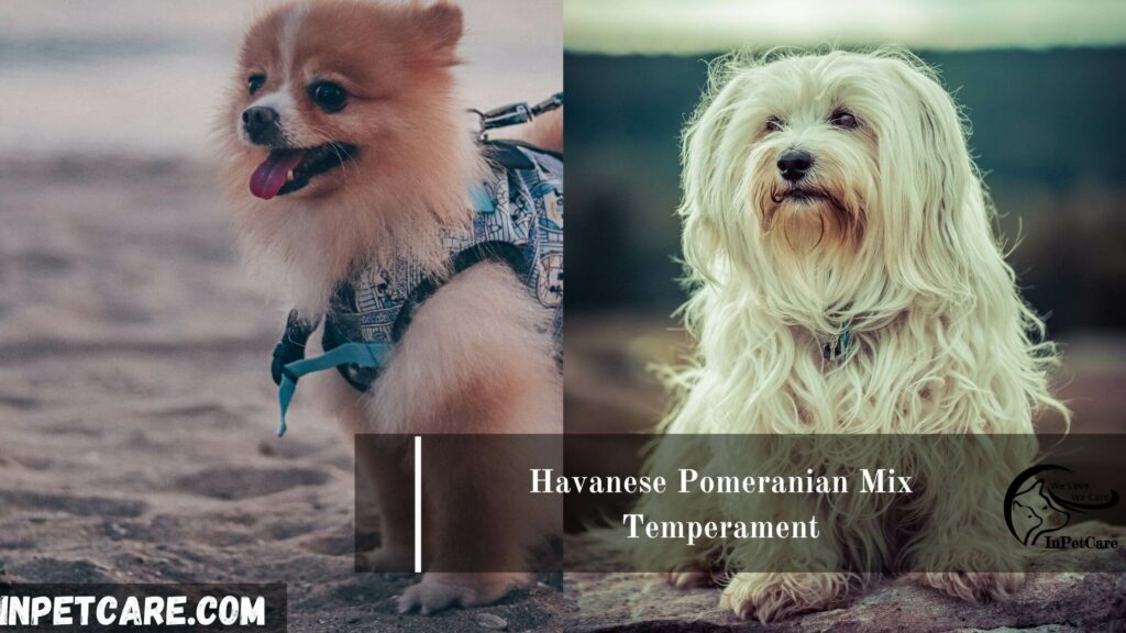 Havanese Pomeranian Mix, Pomeranian Havanese Mix, Havanese and Pomeranian Mix,Pomeranian and Havanese Pomeranian Mix, Havanese mix with pomeranian,