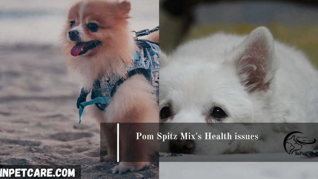 Japanese Spitz Pomeranian Mix Pictures Cost Care More