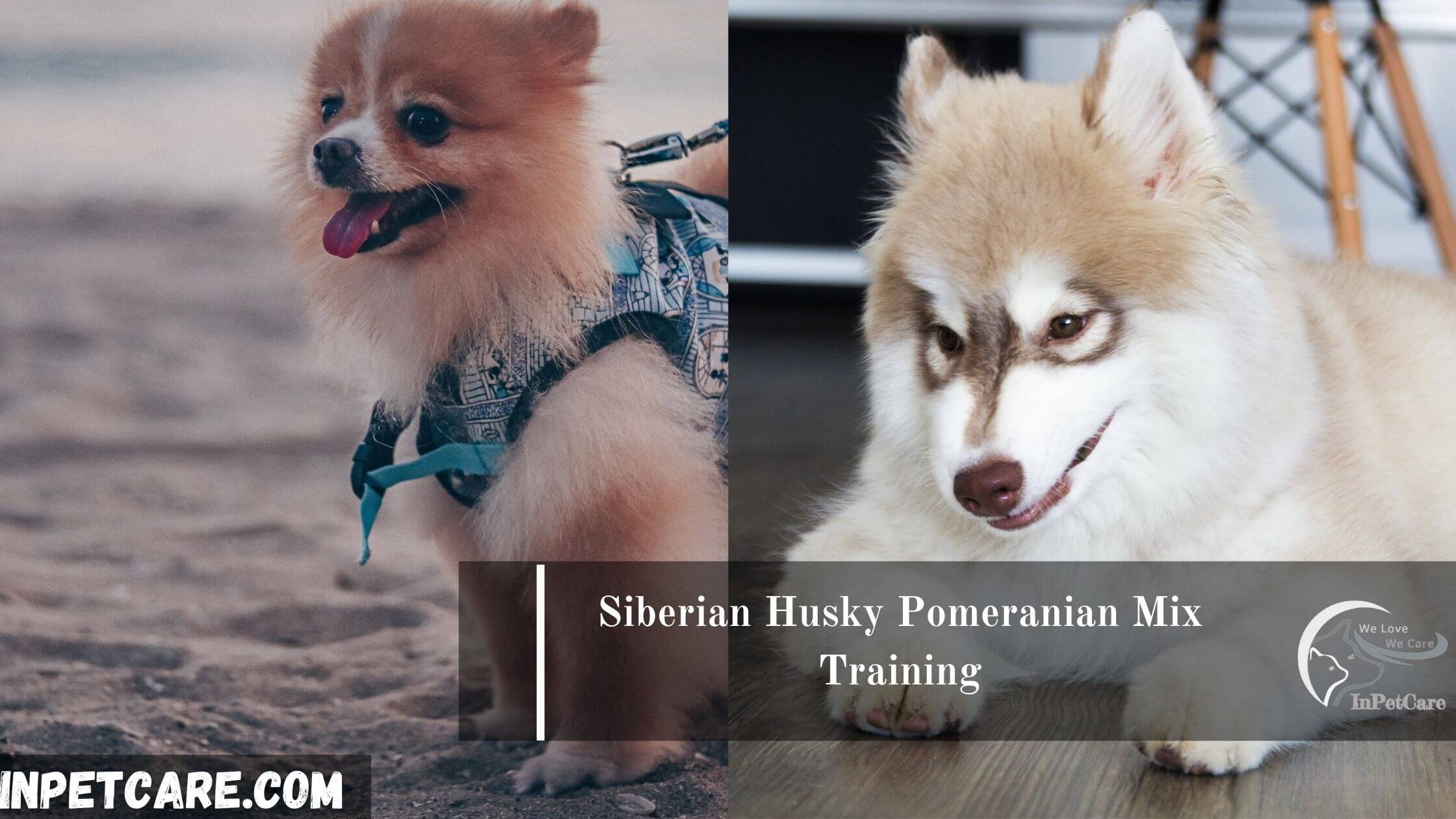 Pomskyu Siberian Husky Pomeranian Mix (Pomsky): Full Guide + Photos
