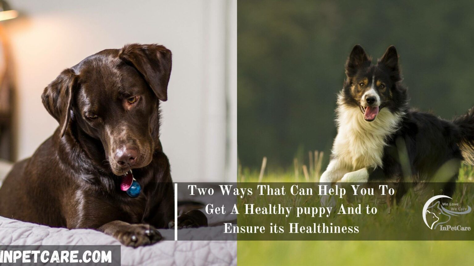 Border Collie Chocolate Lab Mix Complete Guide With Photos