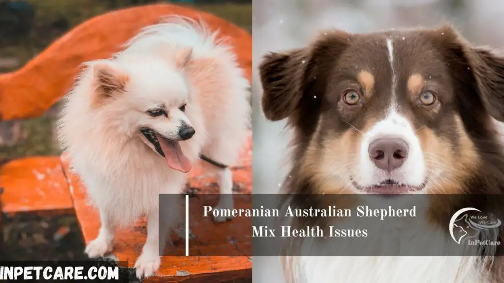 Australian Shepherd Pomeranian Mix, Pomeranian Australian Shepherd Mix, Australian Shepherd mixed with Pomeranian, Pomeranian Mixed with Australian Shepherd, Aussiepom