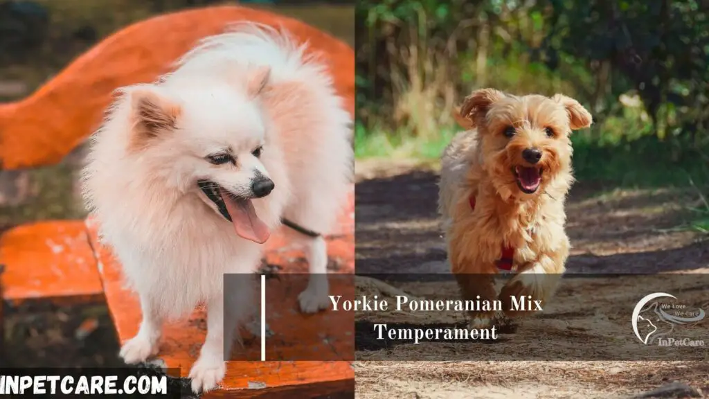 yorkie pomeranian mix, pomeranian yorkie mix, pomeranian mixed with yorkie, yorkie mixed with pomeranian, pomeranian and yorkie mix
