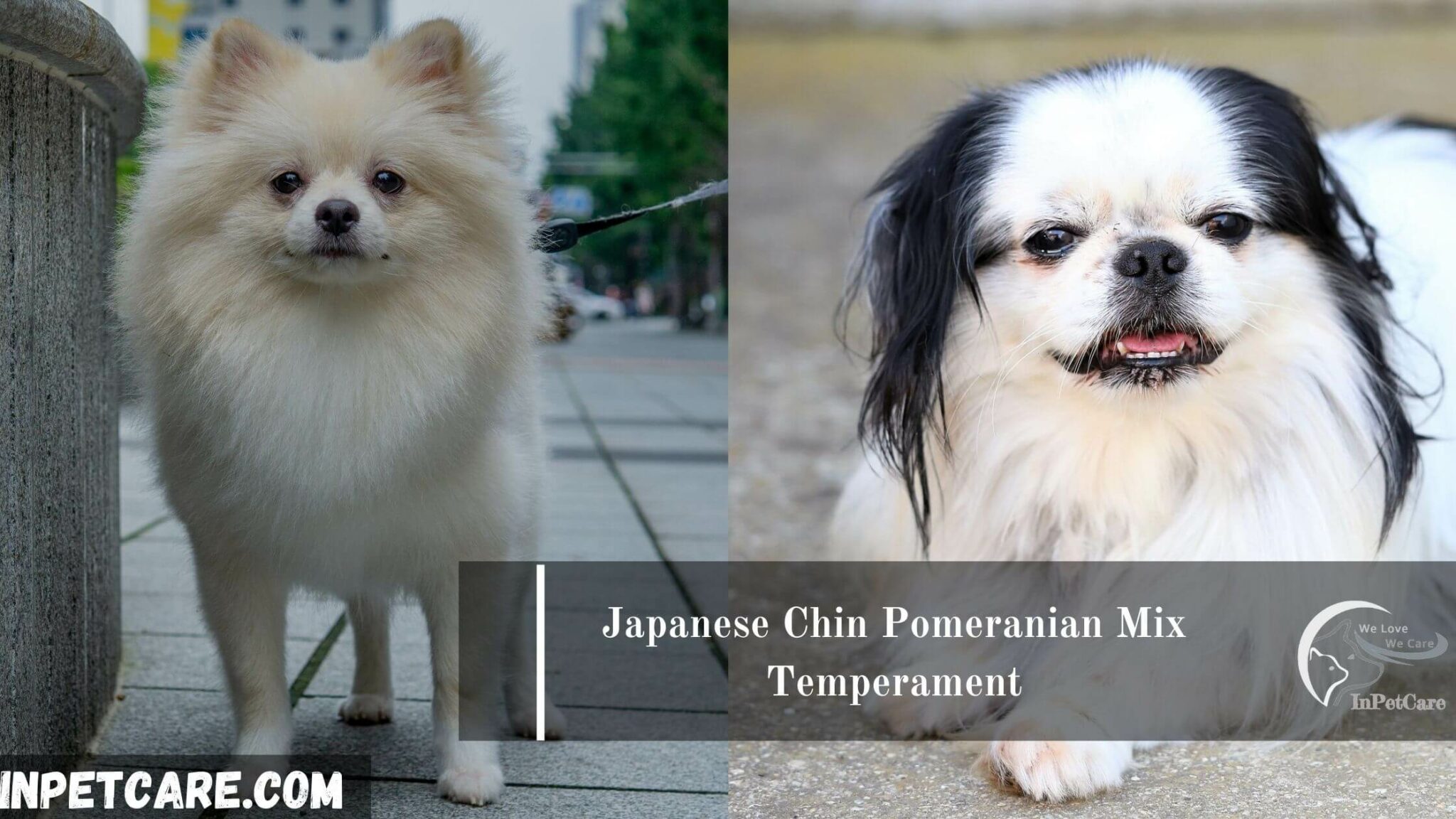 Japanese Chin Pomeranian Mix (Chineranian) A Complete Guide
