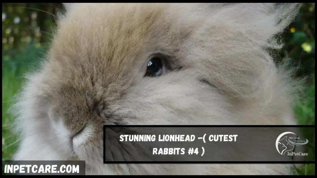 11 Cutest Rabbits Breeds With Pictures