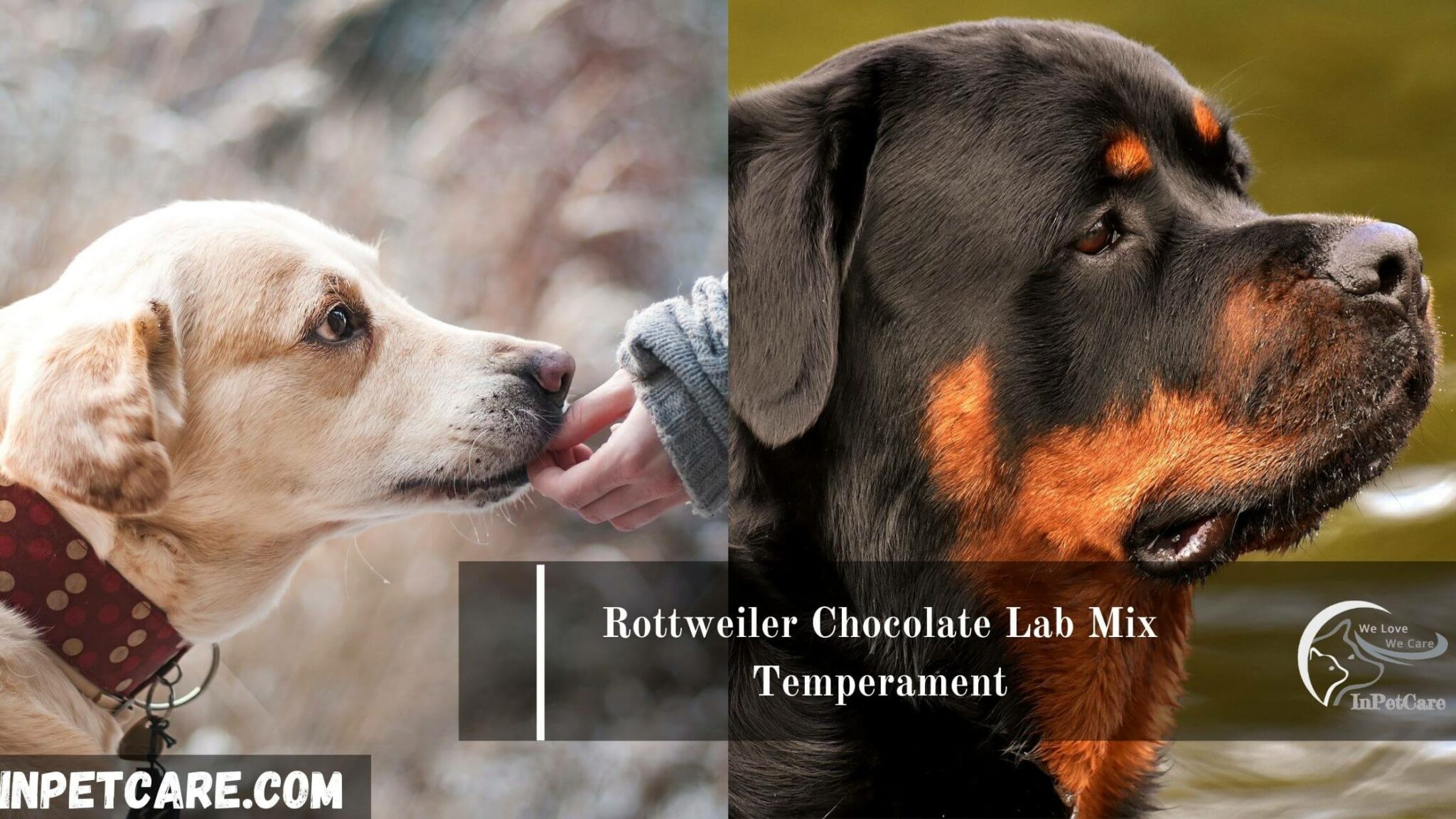 Rottweiler Chocolate Lab Mix A Complete Guide With Pictures