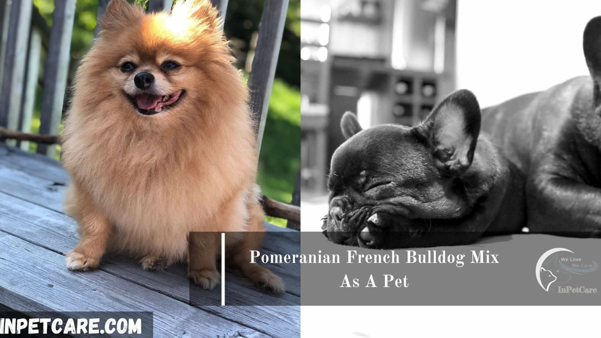 French Bulldog Pomeranian Mix Puppy