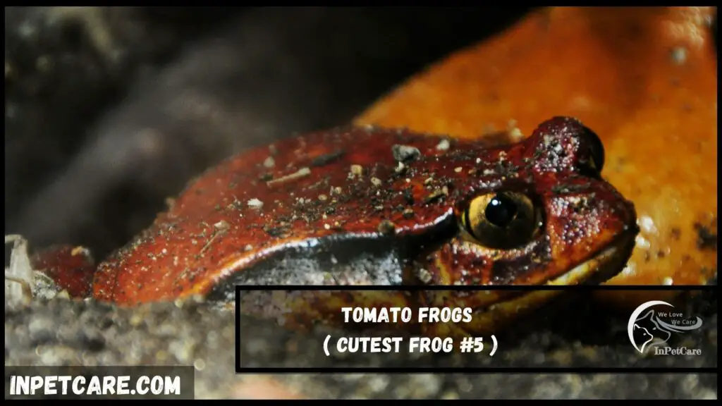 cutest frog species, cute frog species,