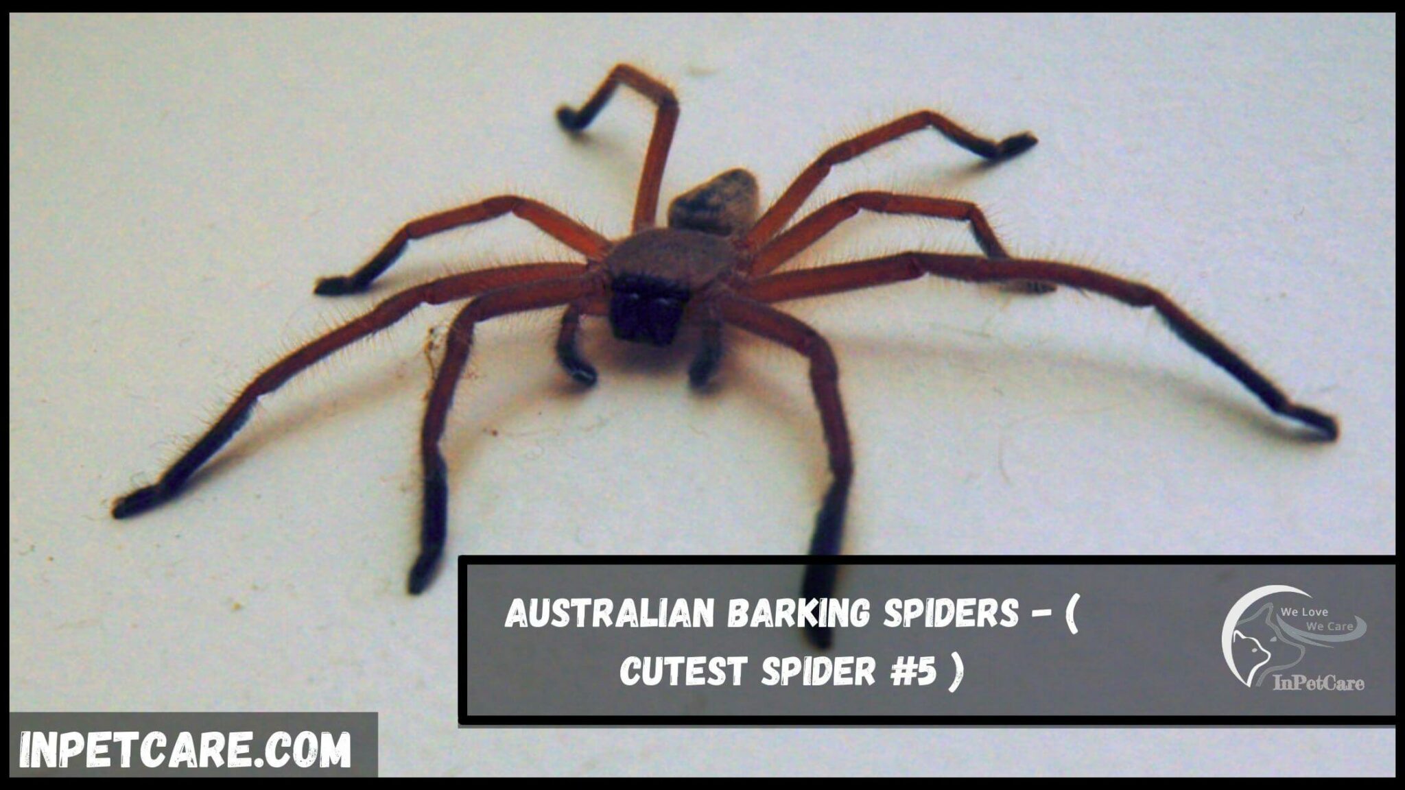 9 Cutest Spider Species (With Pictures)