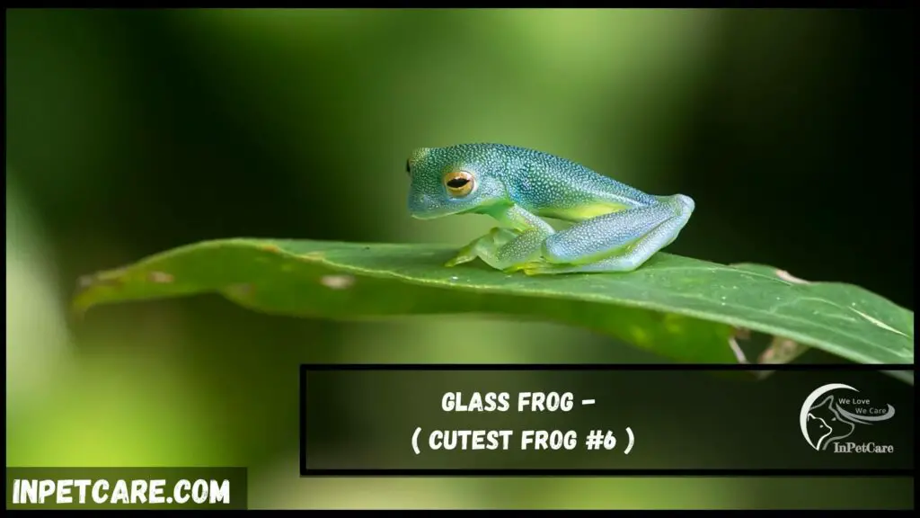 cutest frog species, cute frog species,